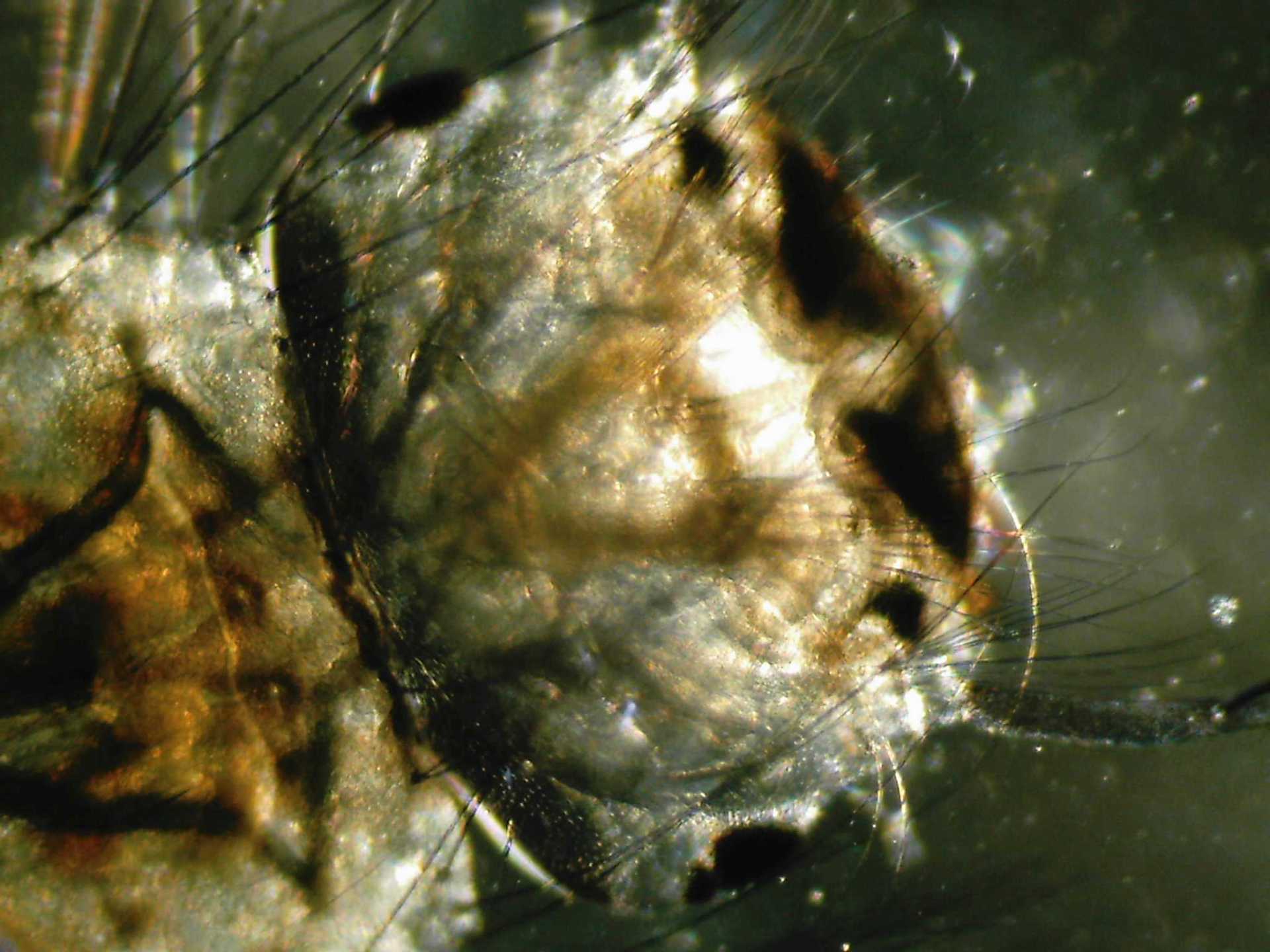 Il mondo microscopico in una pozza di citt